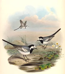 White Wagtail (Pied Wagtail) Motacilla alba Linnaeus